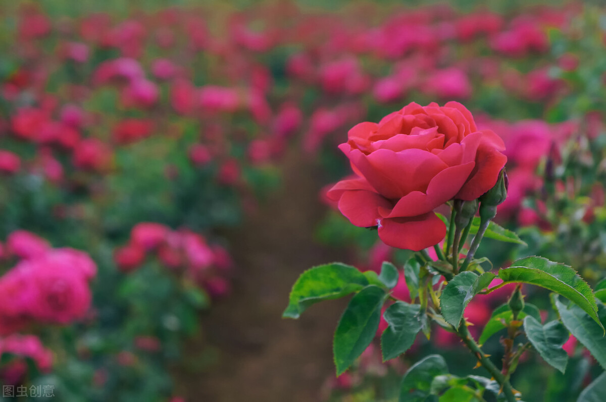 玫瑰的栽培與管理，讓花艷、高產、增收的幾個技巧，值得花農收藏