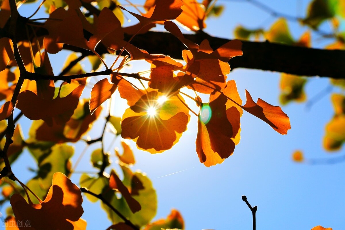 秋风生渭水，落叶满长安，古诗词里的唯美秋天-第6张图片-诗句网