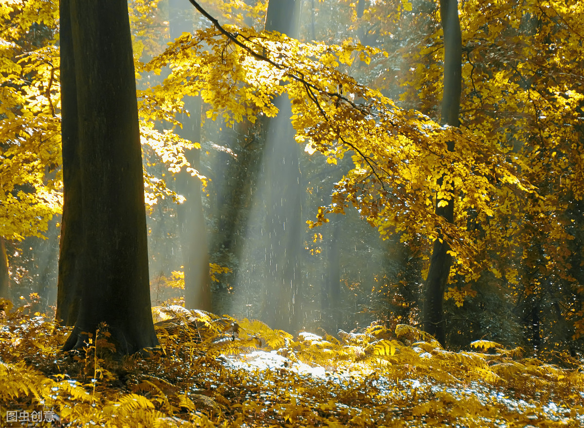 十首关于秋天的诗词，醉美了整个秋天-第4张图片-诗句网