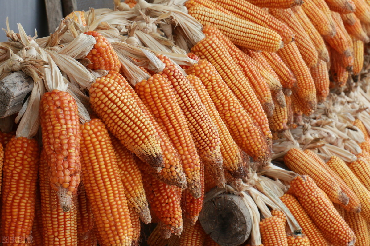 玉米短期高位震荡，谨防政策调控风险