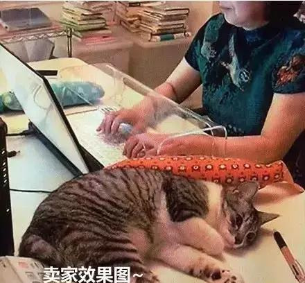 用上防猫咪键盘罩就能防猫？键盘都把你扣掉