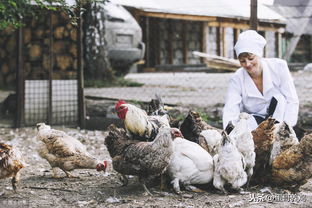 蛋鸡卵黄性腹膜炎不可怕！养鸡人掌握以下4点，轻松防治-第5张图片-农百科