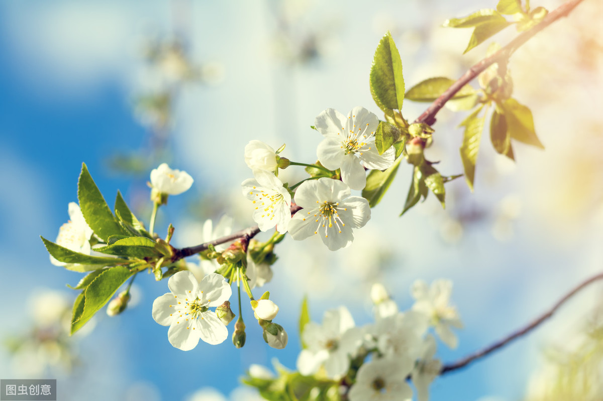 写春天的成语、手抄报，与你共赏春暖花开！