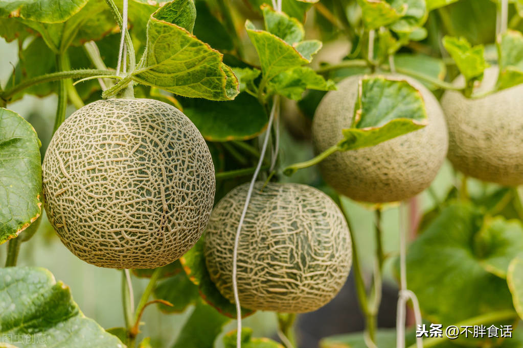 学新疆人保存哈密瓜，这样放能保存几个月