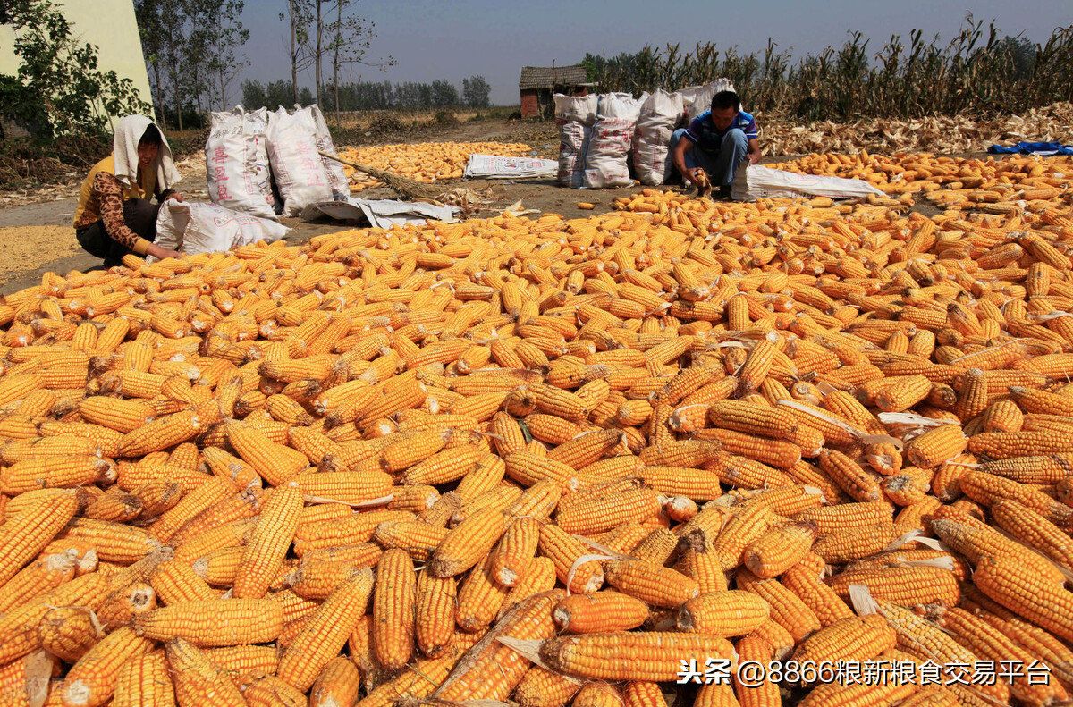 华北首现反涨，全因中储粮高价开收，玉米价格要反弹？