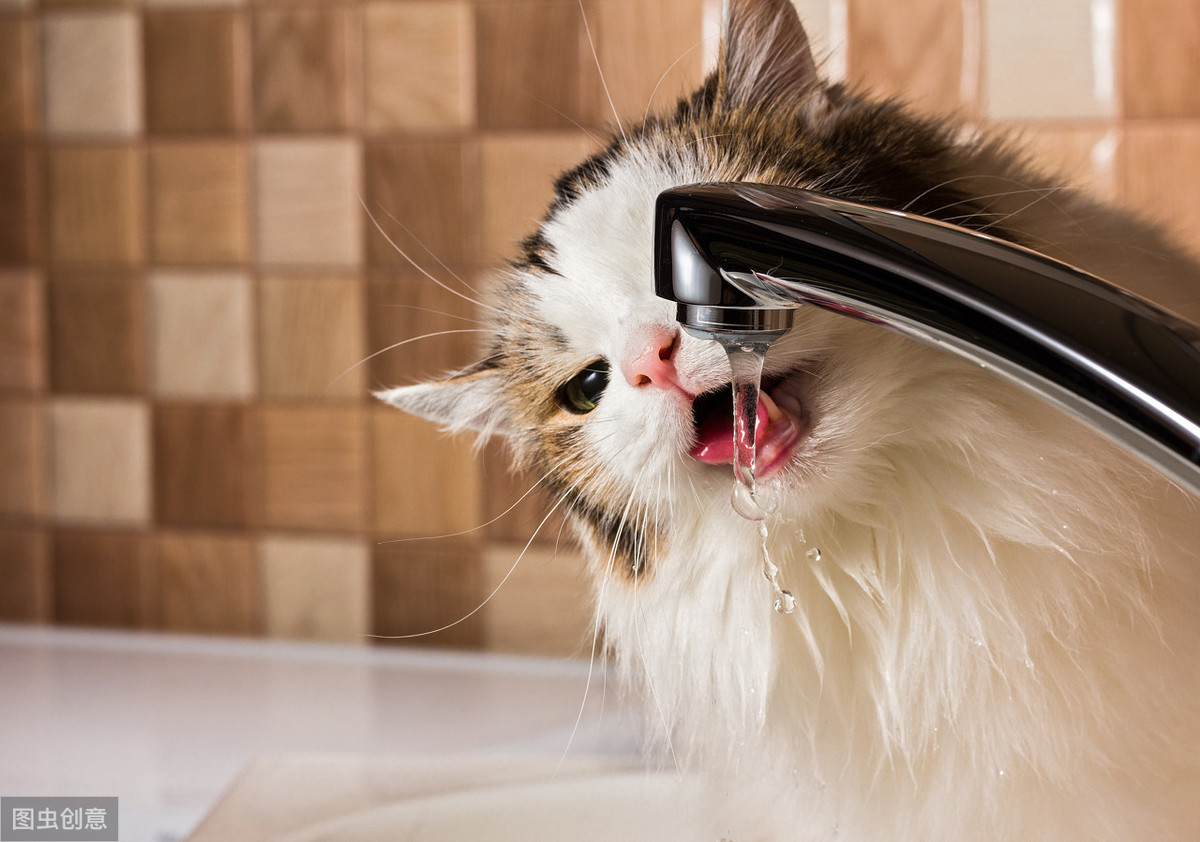 貓喝不夠水，容易得尿結石，那麽如何判斷，貓是否喝夠了水？