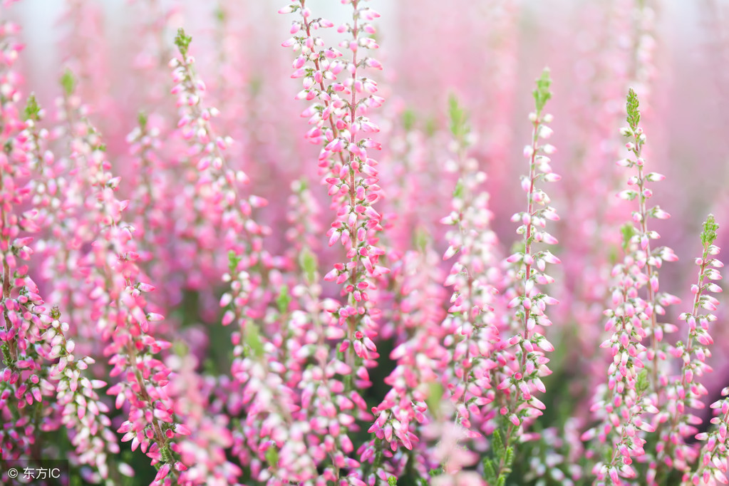 石楠花為什么叫最污花,石楠花為什么叫最污花的味道