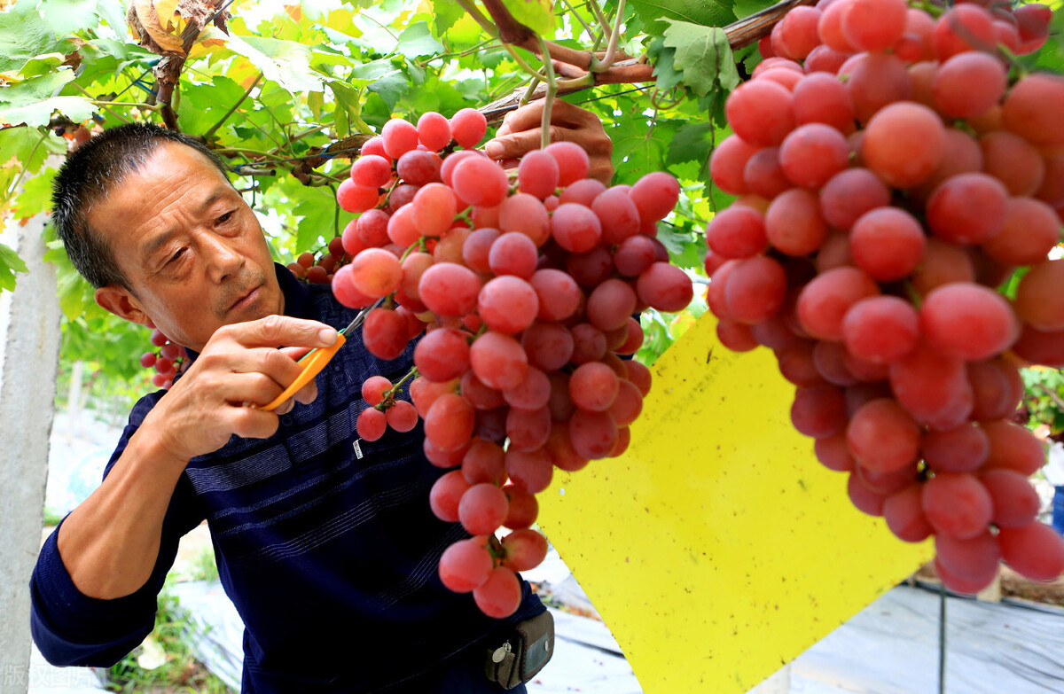 為什么有人堅持認(rèn)為葡萄原產(chǎn)于我國？