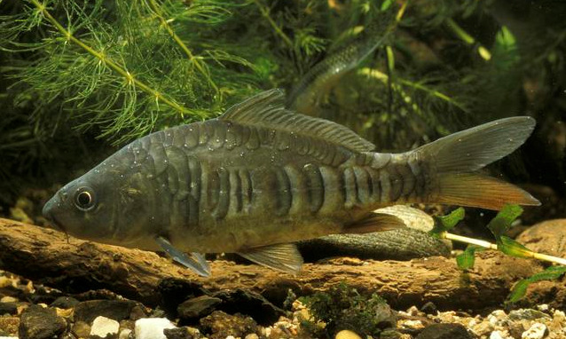 【水产养殖】鱼儿怎样才能长的快？6大因素揭秘鱼类的生长