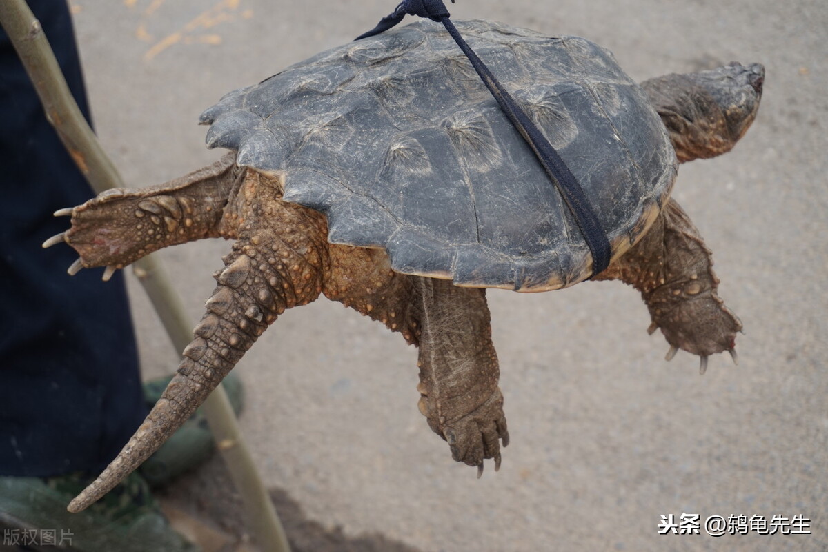 辟謠：烏龜的壽命其實並不長，千年王八萬年龜，原來是這麽回事