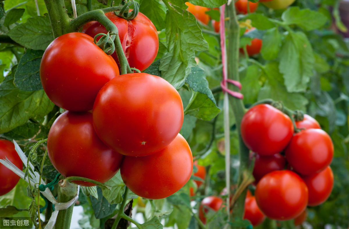 图片[2]-挑西红柿时选圆的还是选尖的老菜农：牢记这3点保证个个好吃-起舞食谱网