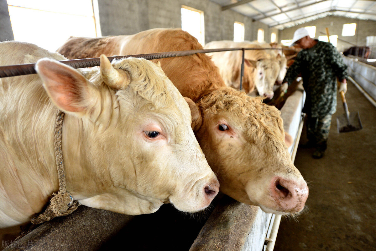 七八百斤的育肥牛更换精料、补饲精料需要注意哪些？