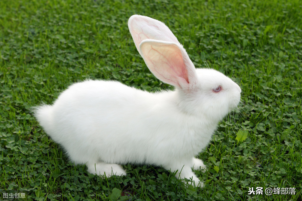 家養兔子比野生兔子更容易死亡的4大原因，知道了，養兔更輕松