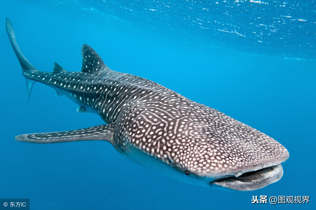 盤點世界上10種在種類中體型最大的動物,最大的陸龜體長達1.2米