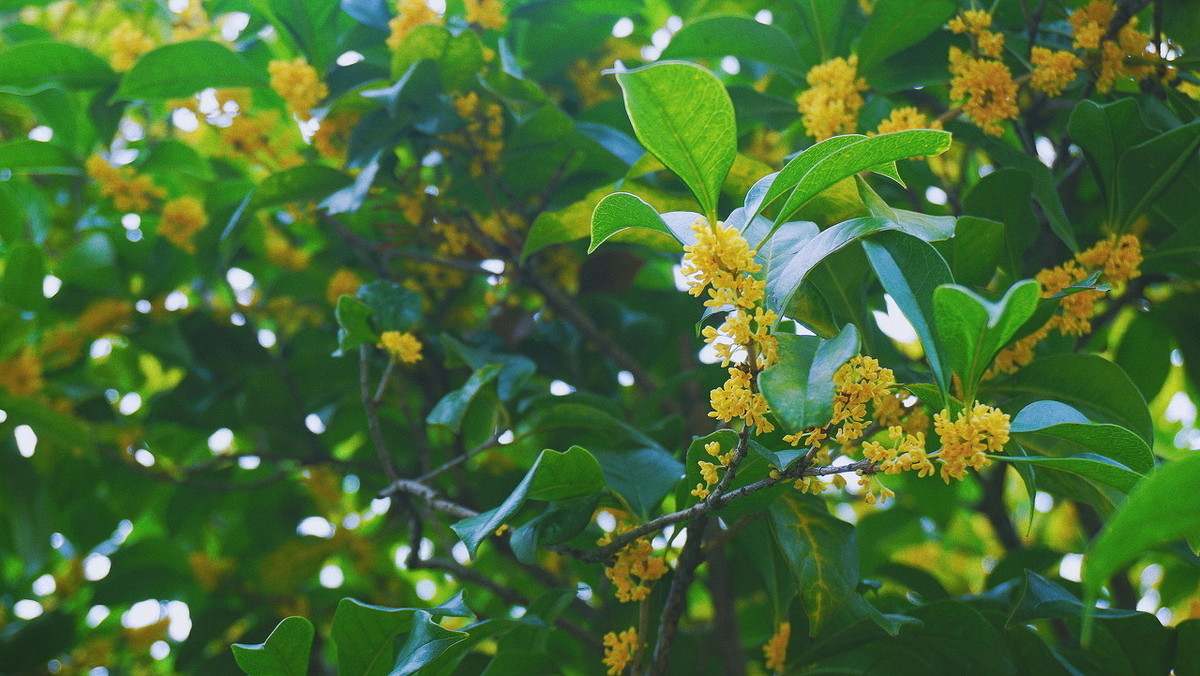 桂花