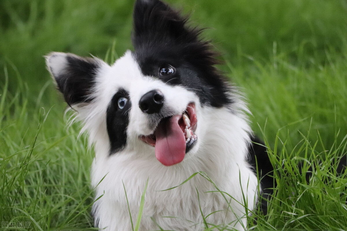 世界名犬排名 第一名的狗狗贵的吓死人 行业资讯 中国犬业联盟