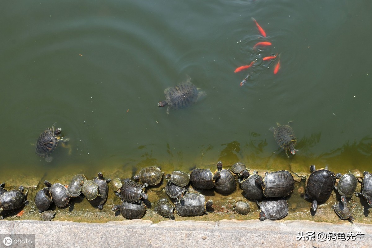 養烏龜唯懶不破，很多烏龜都是被折騰死的，懶人養好龜