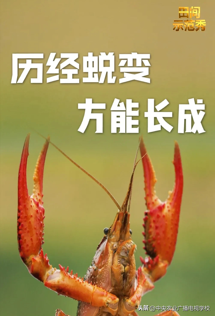 『田间示范秀』让小龙虾快快长大
