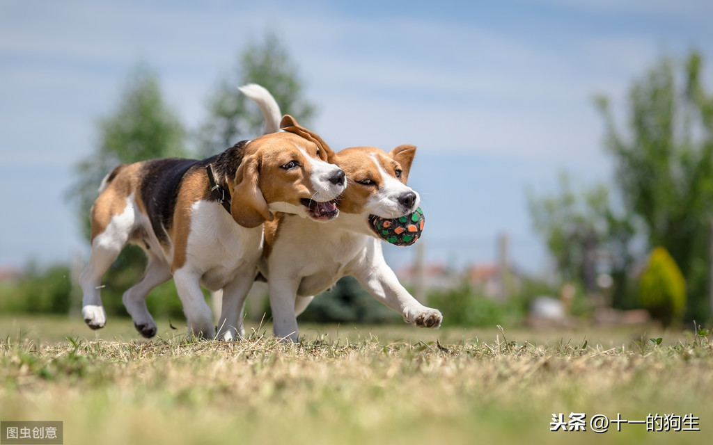 什麽是犬髖關節發育不良？犬髖關節發育不良會出現哪些信號？