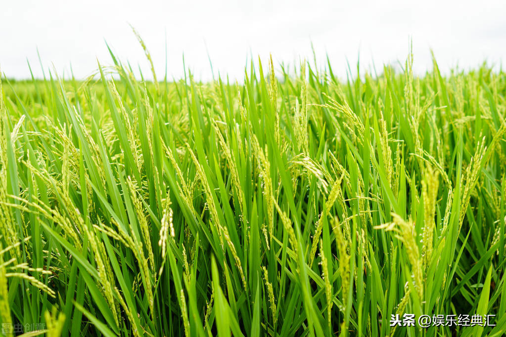 水稻高产栽培田间管理，提高水稻的栽种水平，实现优质的生产目标