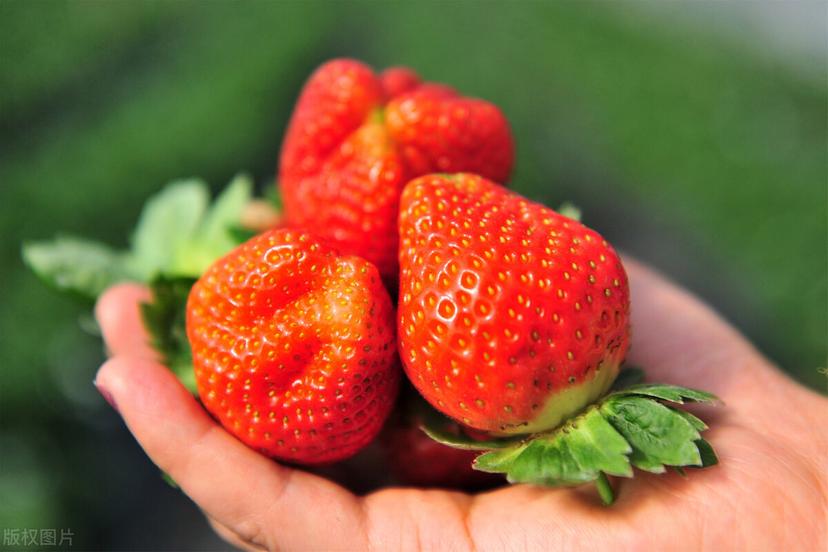 图片[2]-冬天吃不完的草莓怎么储存能延缓腐烂？分享妙招给你学会试下-起舞食谱网