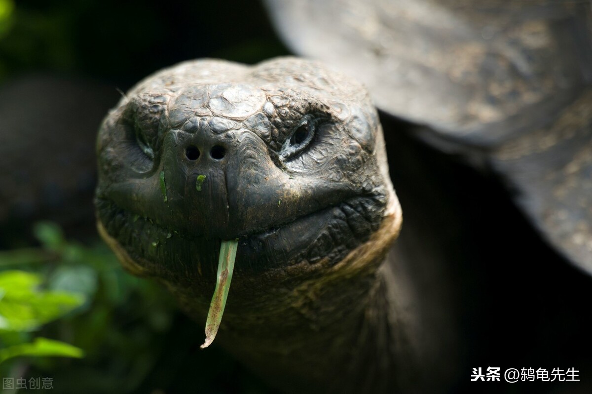 辟謠：烏龜的壽命其實並不長，千年王八萬年龜，原來是這麽回事