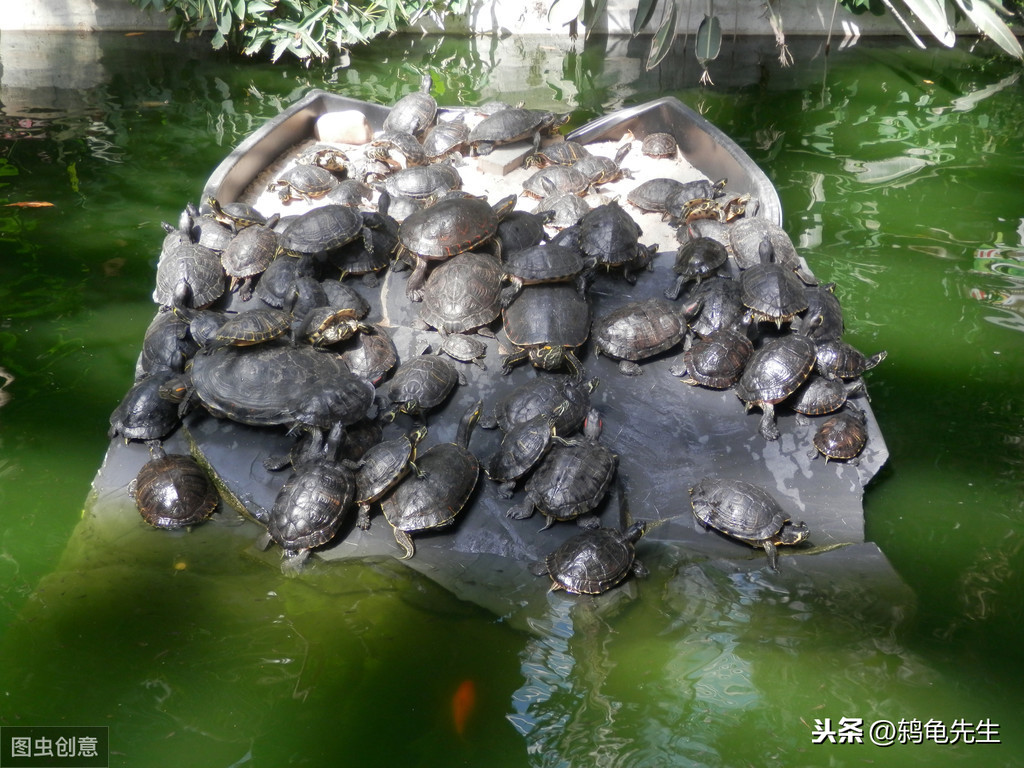 養烏龜唯懶不破，很多烏龜都是被折騰死的，懶人養好龜