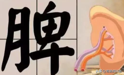 什么是脾虚？脾虚了怎么办？10个食疗方让脾不再“虚”