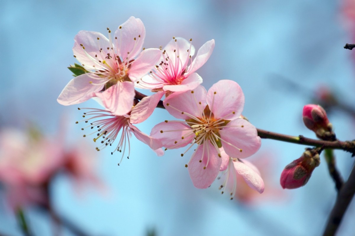 桃花春色暖先开——以桃花为题目的唐宋诗词二十七首，共迎春天吧-第1张图片-诗句网