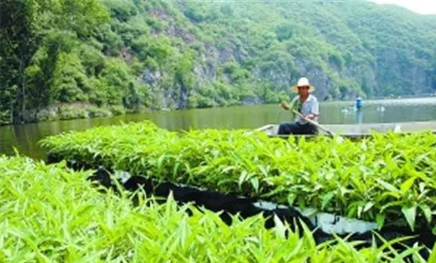 魚塘種植空心菜改善水質(zhì)的探討