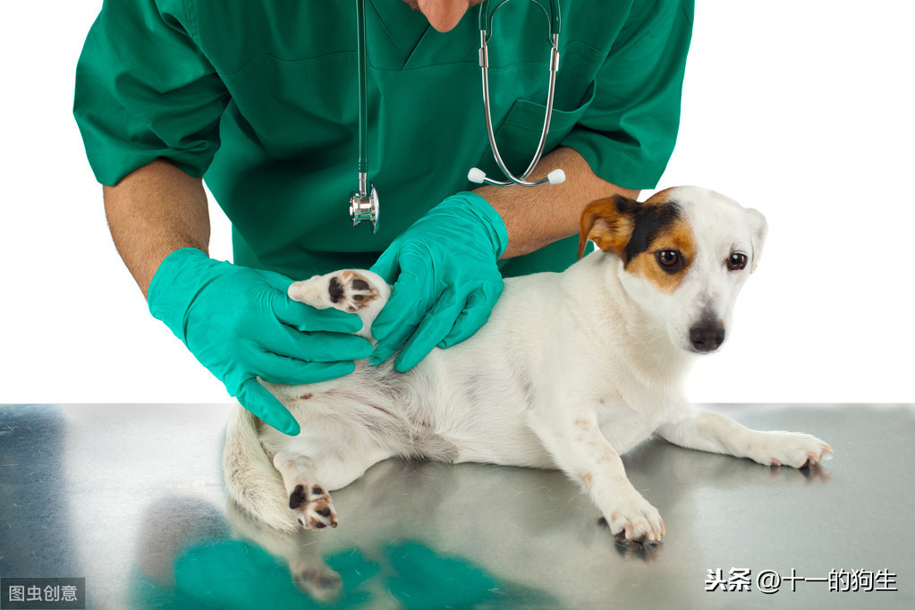 什麽是犬髖關節發育不良？犬髖關節發育不良會出現哪些信號？