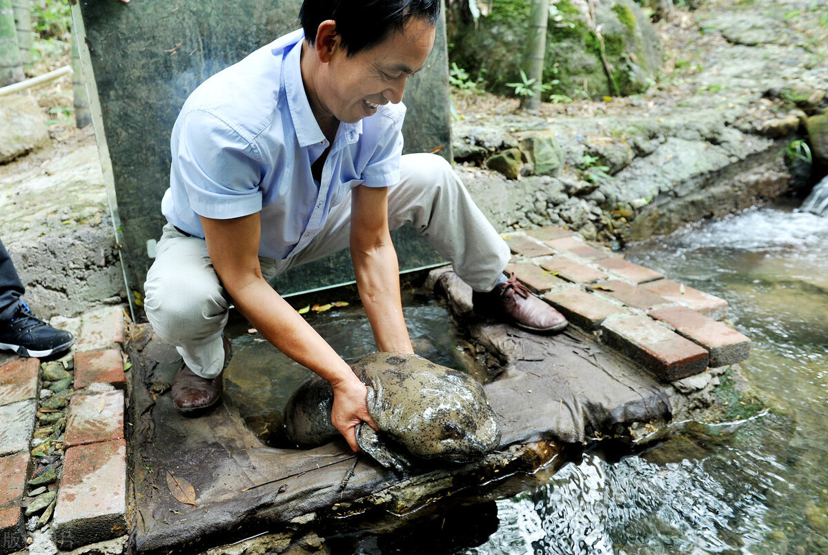 娃娃魚(yú)的“詭異市場(chǎng)”：僅3%流向餐桌，熱潮后誰(shuí)落得一地雞毛？