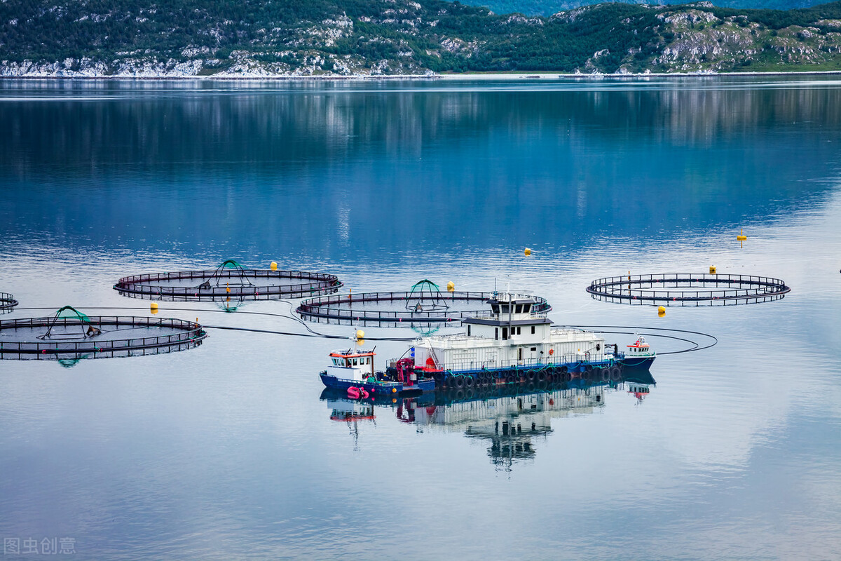 2.5万吨三文鱼“漂洋过海”，挪威究竟在打什么“算盘”？