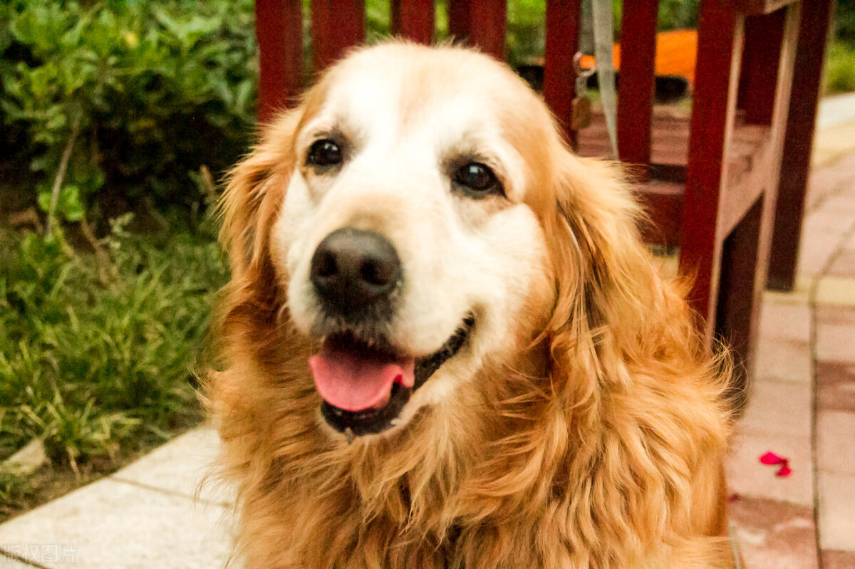 最让狗狗觉得幸福的6件事，你有每天让它开心吗？