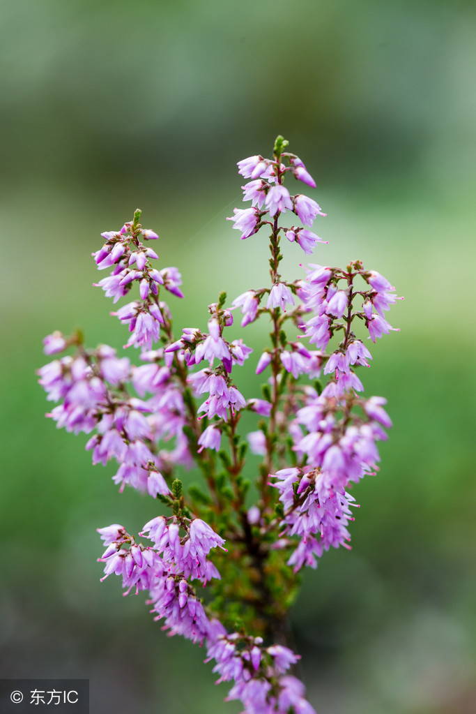 石楠花為什么叫最污花,石楠花為什么叫最污花的味道