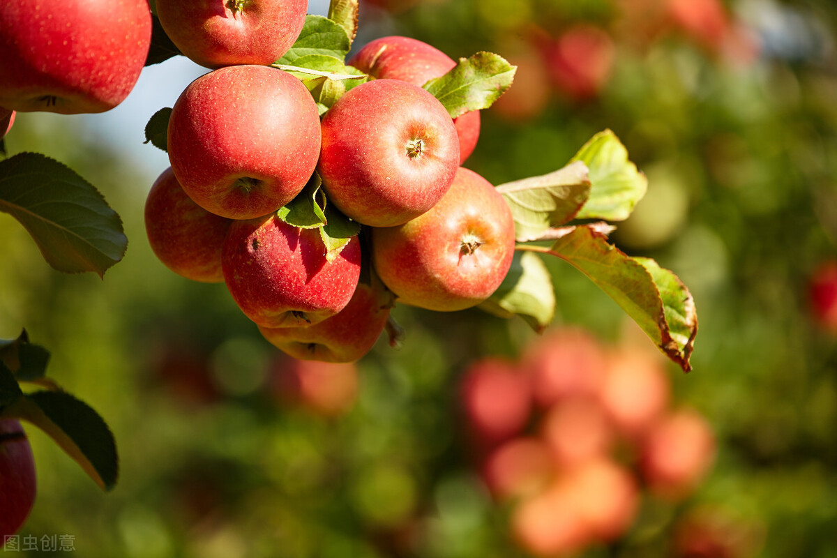 这10种秋季时令水果，新鲜又便宜，吃出水润好生活