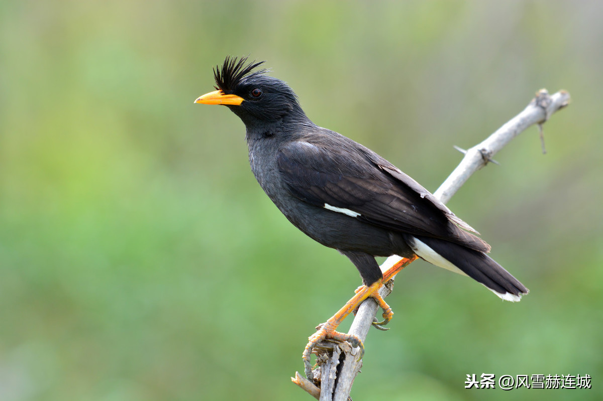 “凶饥之因有三：曰水、曰旱、曰蝗”，且看古人是如何防治蝗灾的