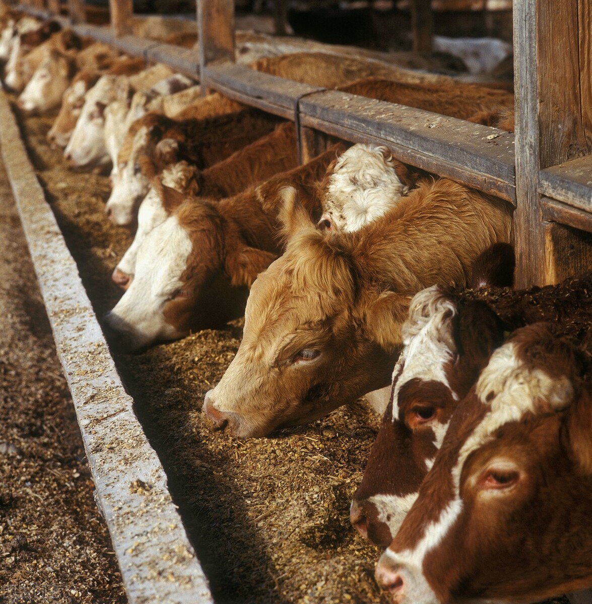 七八百斤的育肥牛更换精料、补饲精料需要注意哪些？