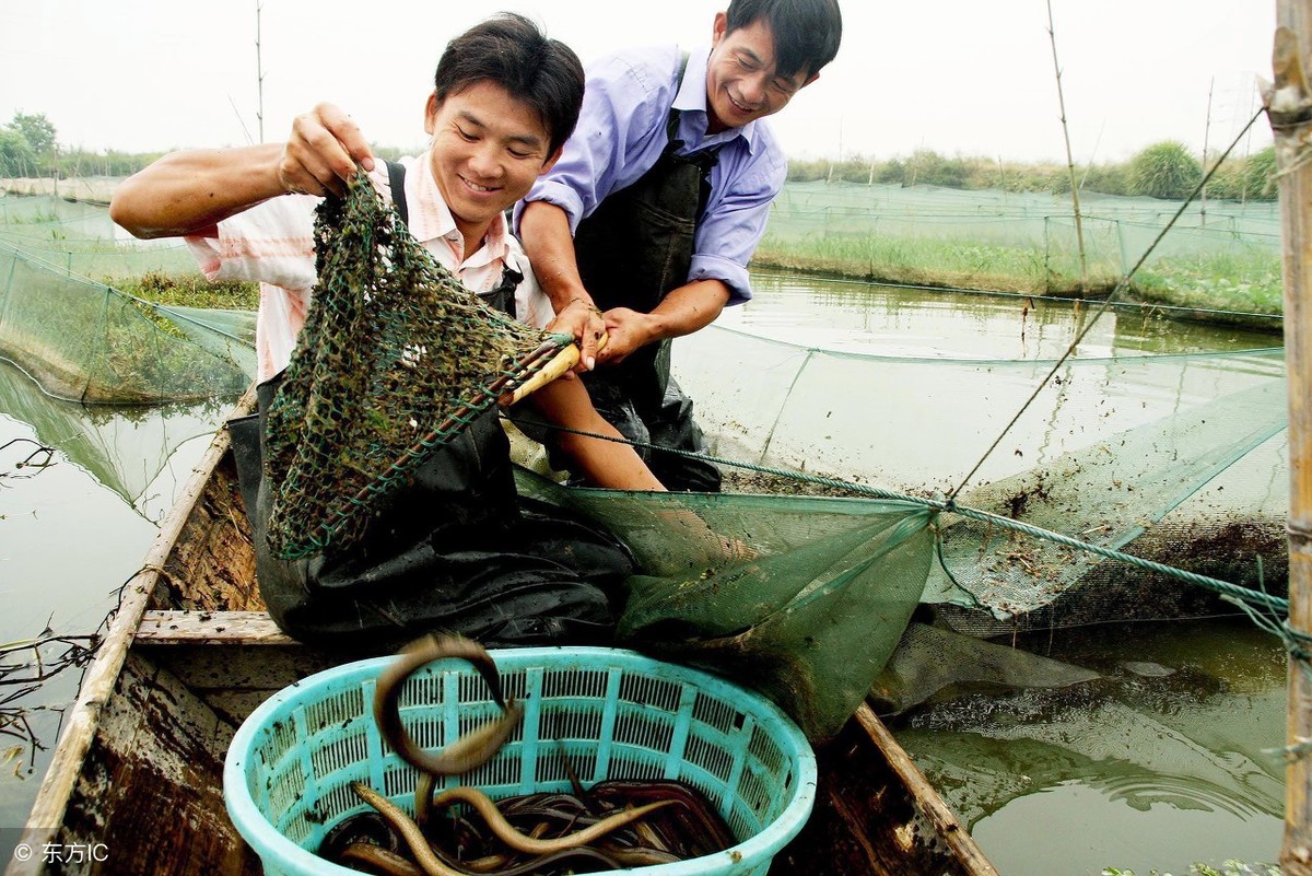 掌握黄鳝繁殖技术，优质鳝苗助力养殖更高产