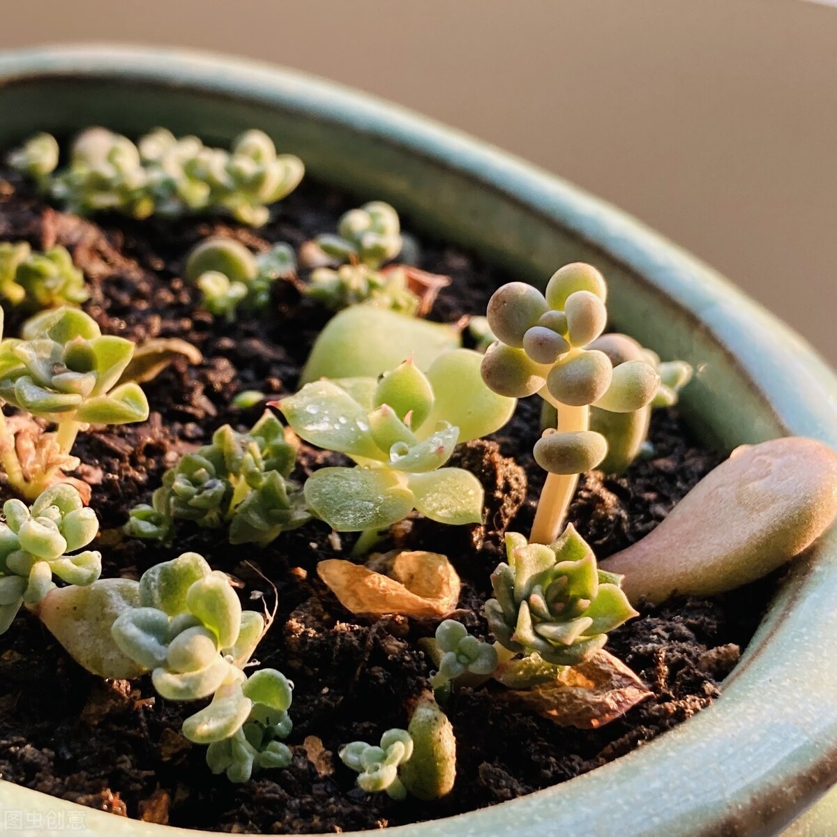 多肉植物叶插时 只生根不发芽 很可能是一件事做错了 花草管家妖妖琳 Mdeditor