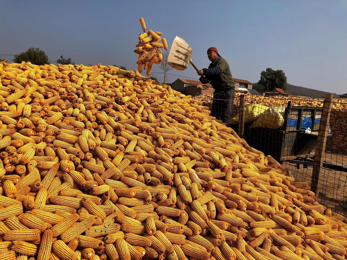 玉米短期高位震荡，谨防政策调控风险