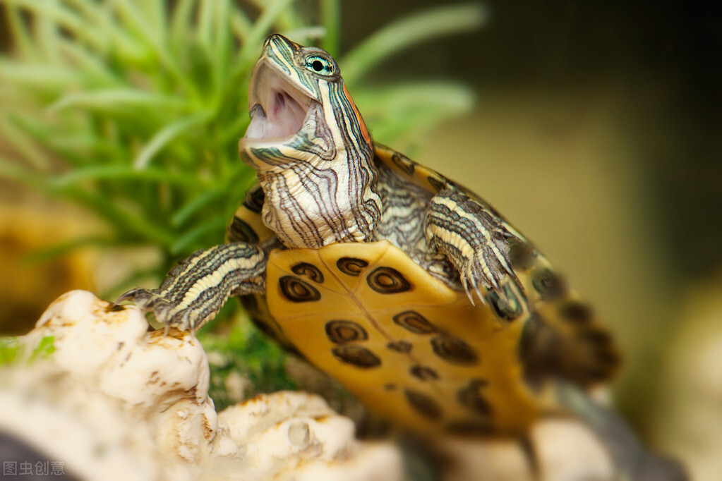 巴西龟如何分公母如何看多少岁， 巴西龟为什么不能放生