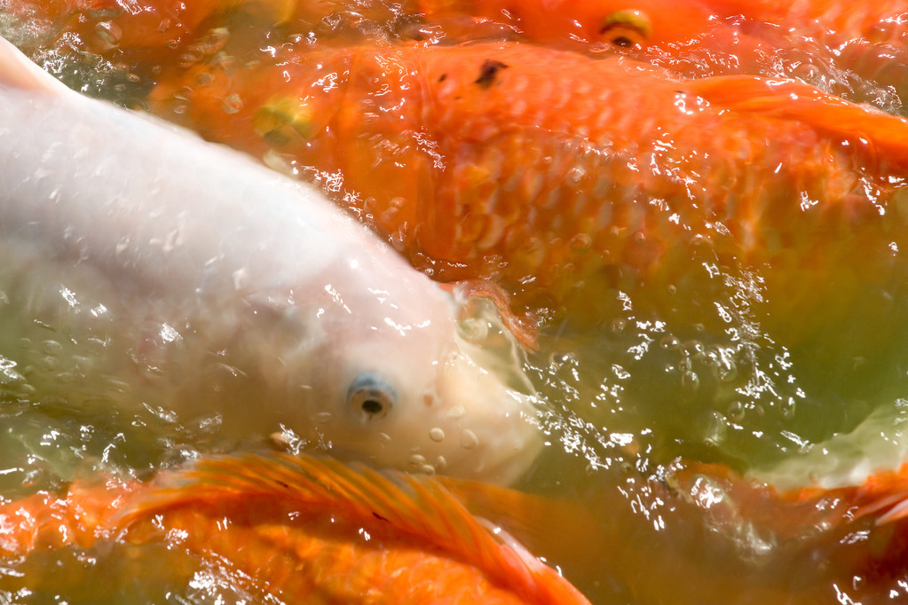 为什么都说鱼没有饿死的，只有撑死的？我们对养鱼喂食误解太深