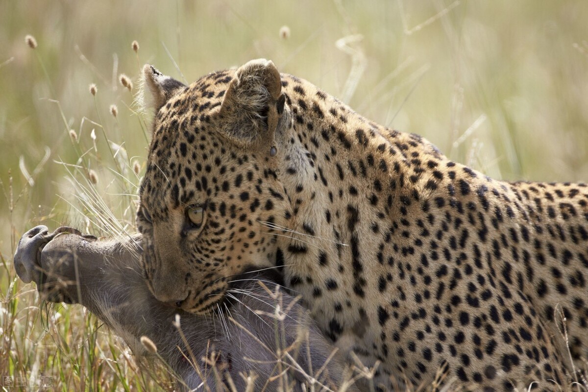 After the leopard hunted and killed the female baboon, a baby baboon ...