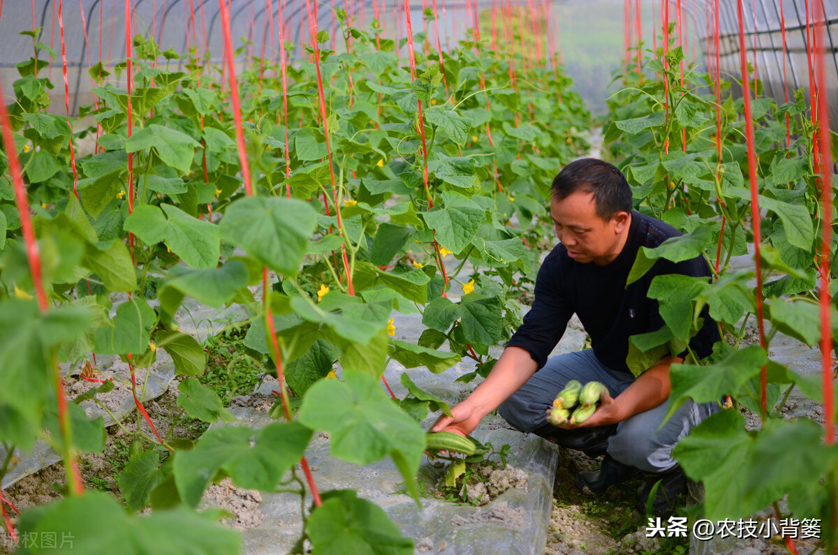 黄瓜叶片四周“镶金边”，菜农拿什么去拯救你？