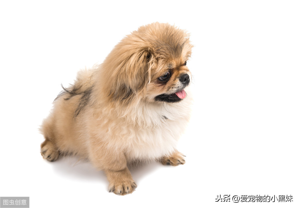 犬尿路結石是什麽？該如何診斷治療？一篇科普文告訴你答案