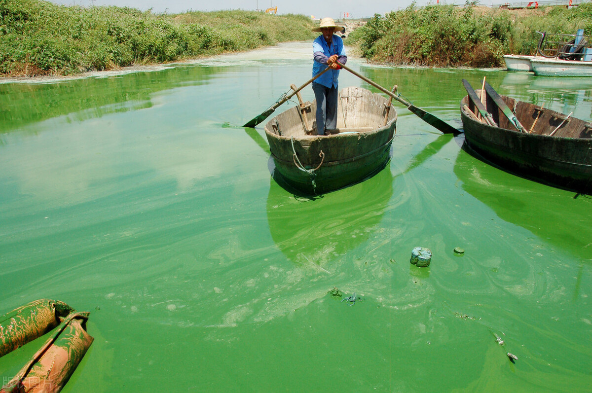 千島湖的秘密：20年“以魚(yú)養(yǎng)水”，鰱鳙成最大“功臣”？