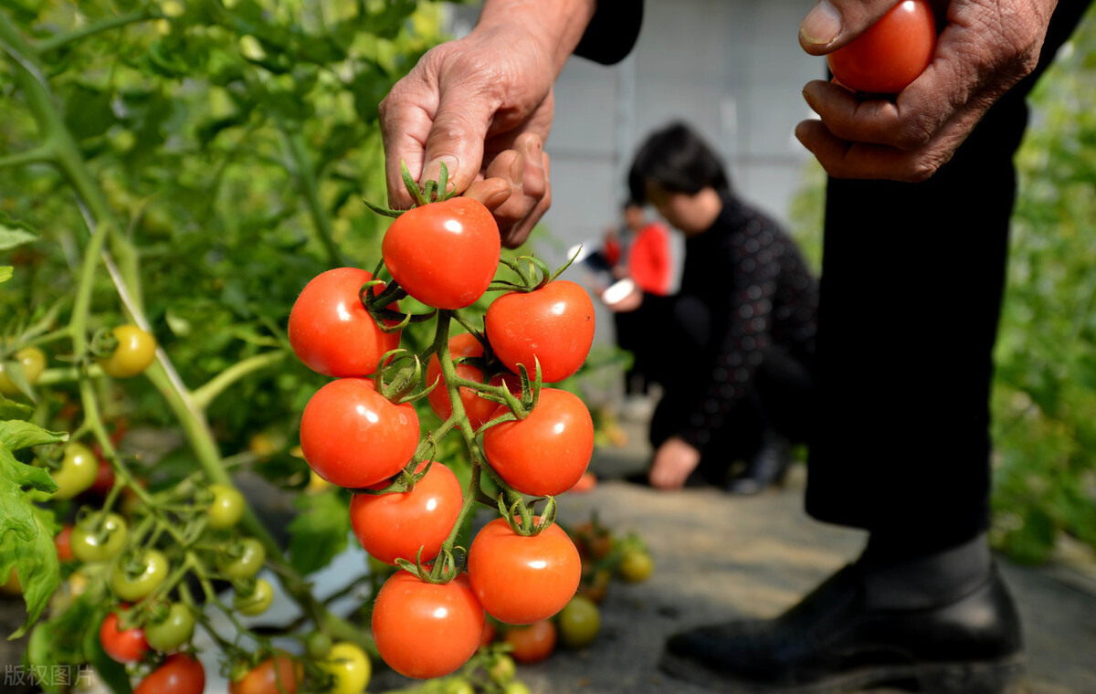 种植温室大棚为什么喜欢无土栽培种植？一文看懂国内外无土栽培