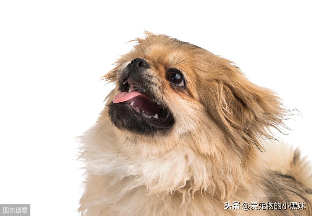 犬尿路結石是什麽？該如何診斷治療？一篇科普文告訴你答案