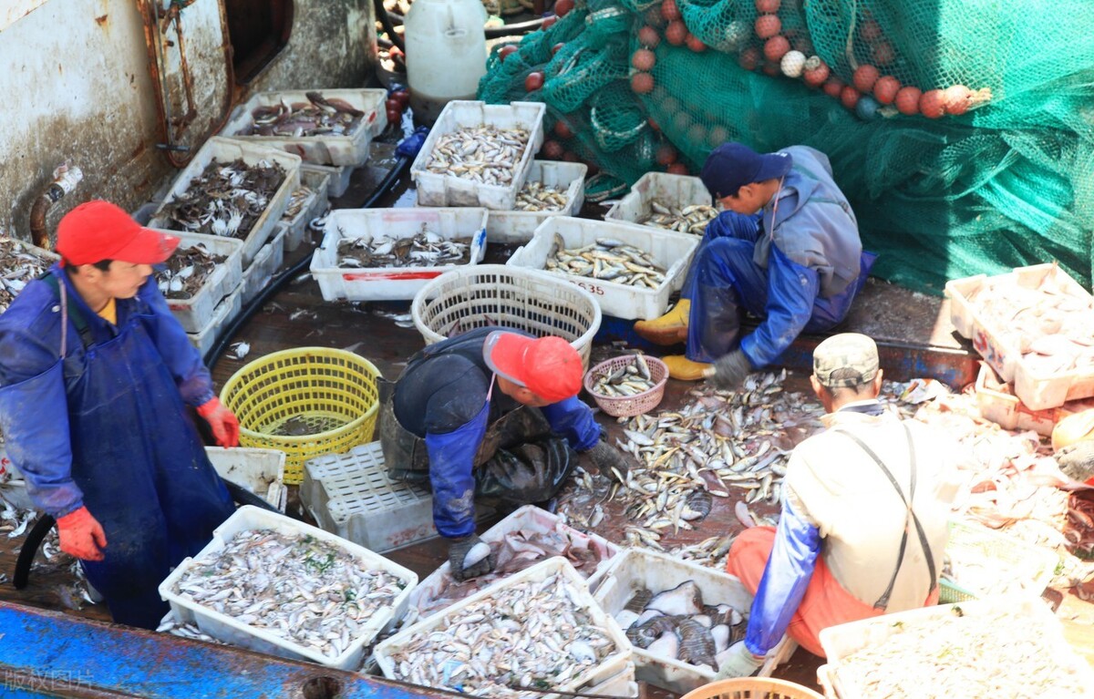 黄海的困局：“绝户网”搜刮30年，渔场走向“破产”？